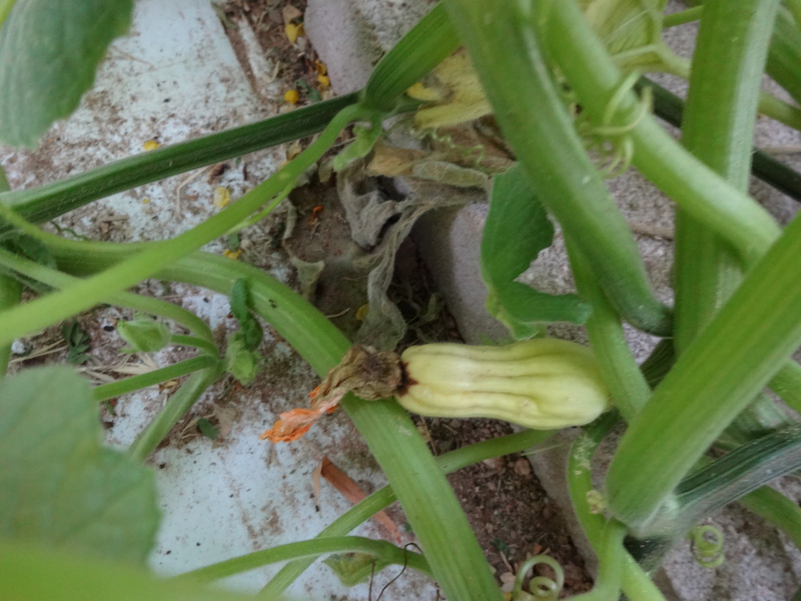 The Scientific Gardener Hand Pollinating Squash