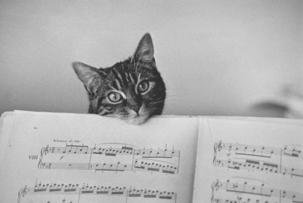 Cesare Pavese cats will know Cesare Pavese cats will know
