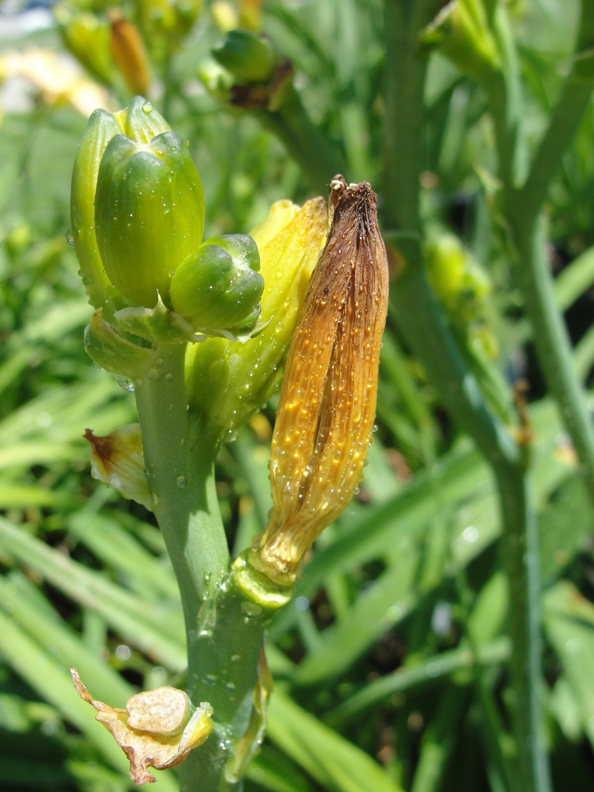 I learned something new! Daylily Blog on Bud Blasting a girl and