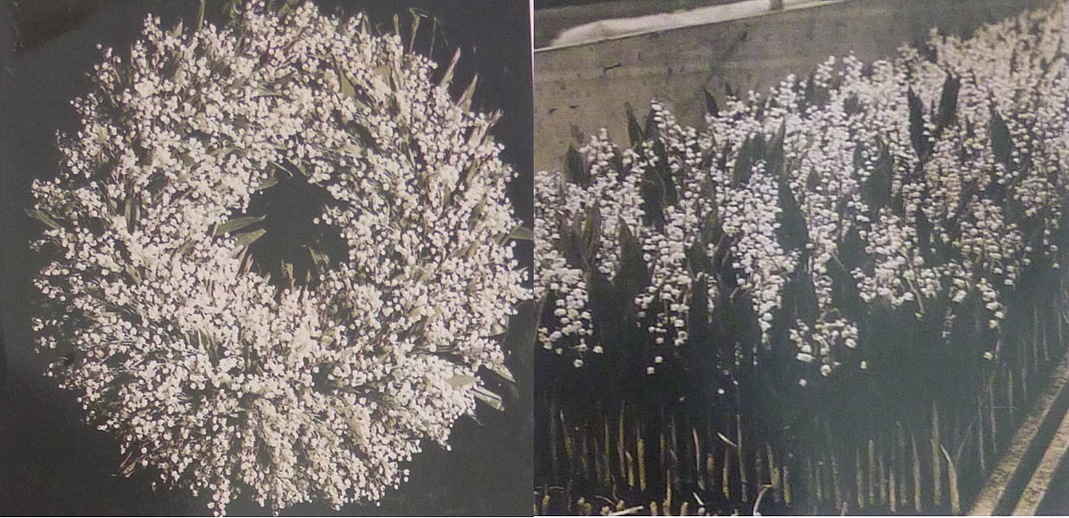 台灣花藝：鈴蘭的歷史 園藝部落格：iGarden 花寶愛花園園藝文摘Plus