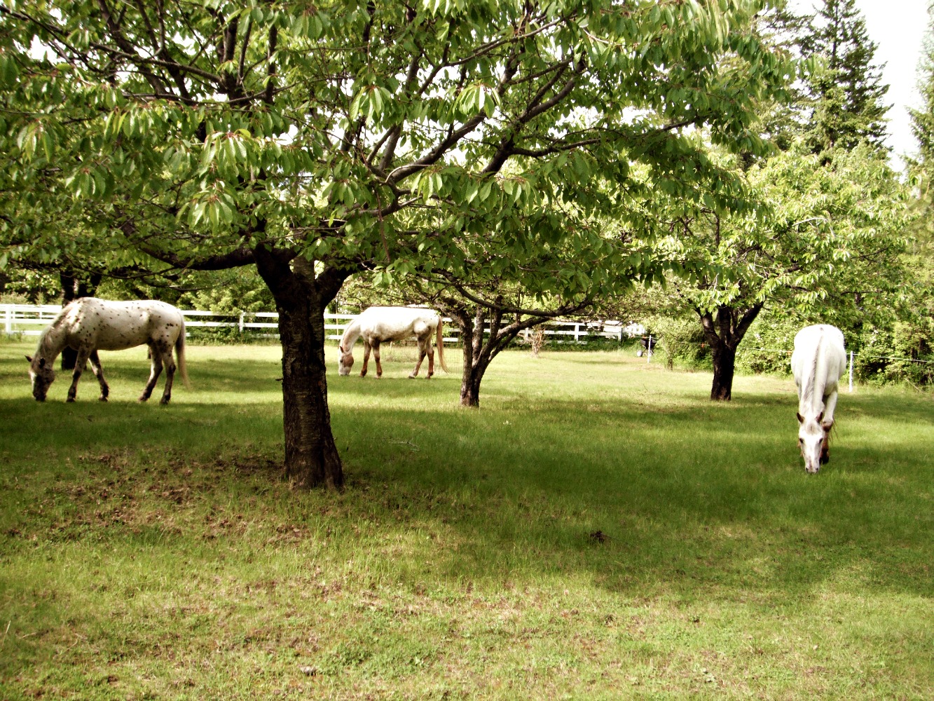 Day by Day On the Farm garden & horses