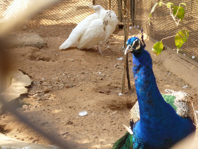 Nandankanan Zoo Puri