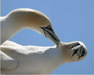 Wildlife of Ireland