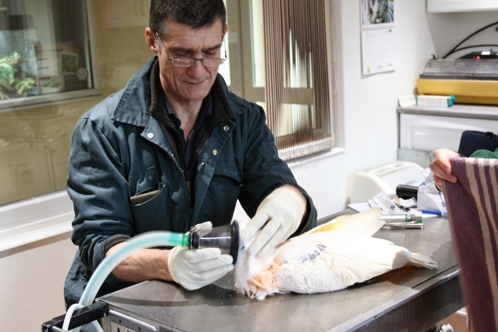 Paradise Zoo News Our vet Dr. John Lewis visits Paradise…