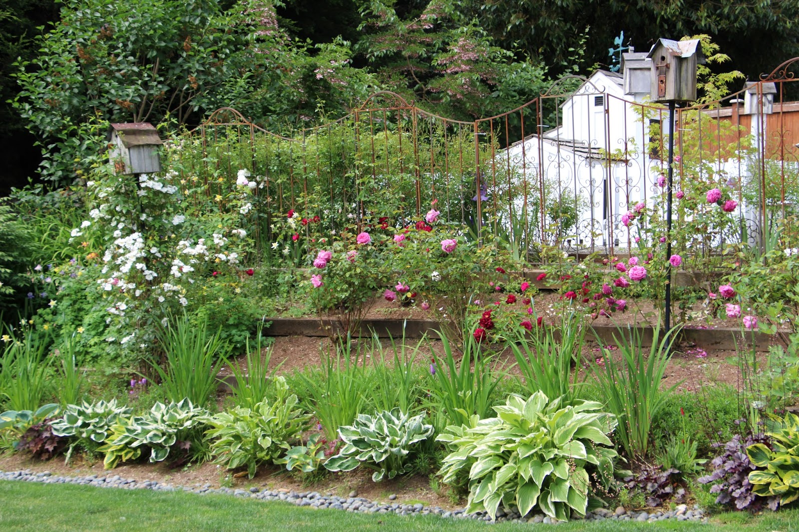 Fishtail Cottage Fishtail Cottage Garden 5/25/15