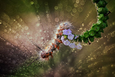 Un gusano visto muy de cerca - A little caterpillar