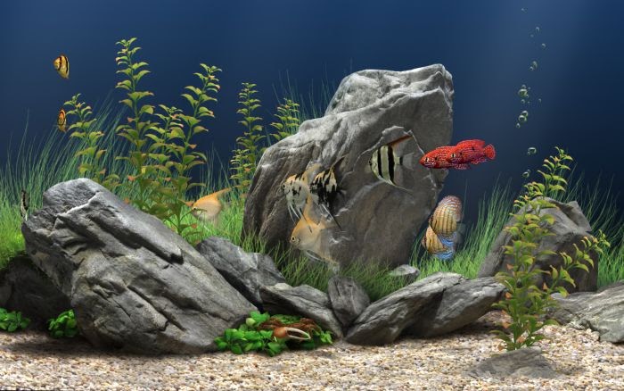 dream aquarium cracked dream aquarium cracked