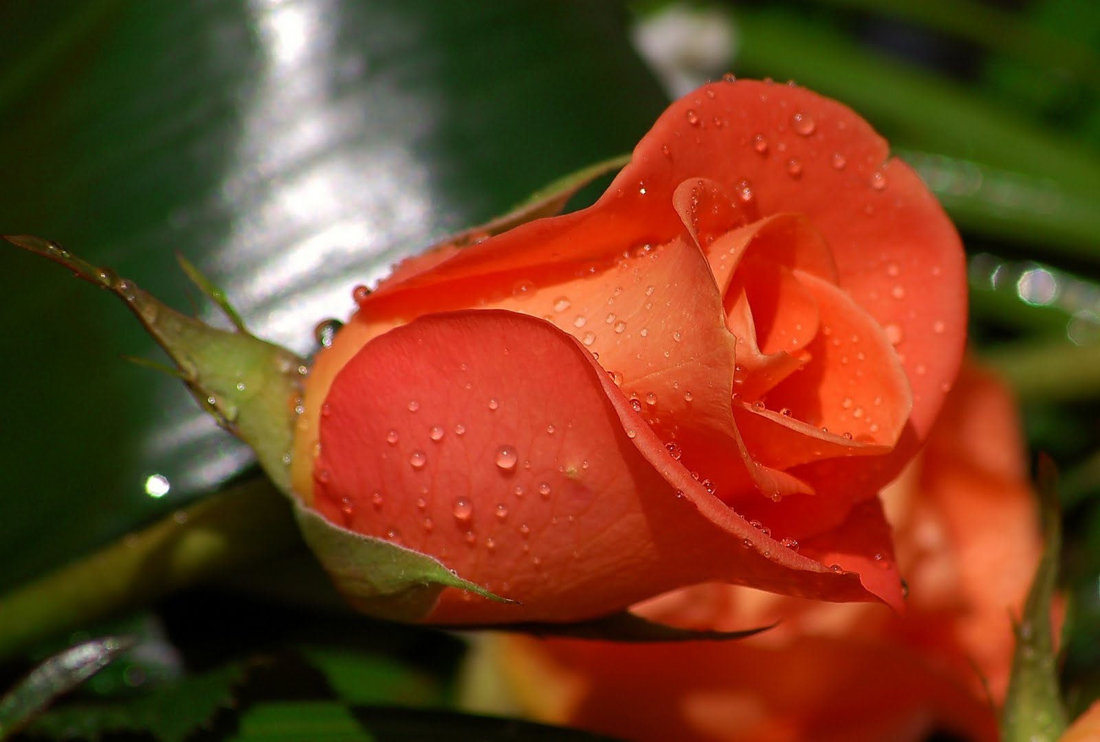 http://2.bp.blogspot.com/-XiS1GsTICB8/UBGGeM9SOBI/AAAAAAAAYnY/UTwfWIgttNQ/s1600/ROSA+ROSAS+3.jpg