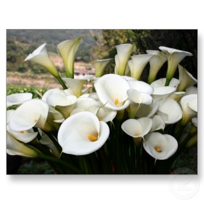 Calla Lilies on Add Color To Any Area These Tips On Growing Calla Lilies Will Help You