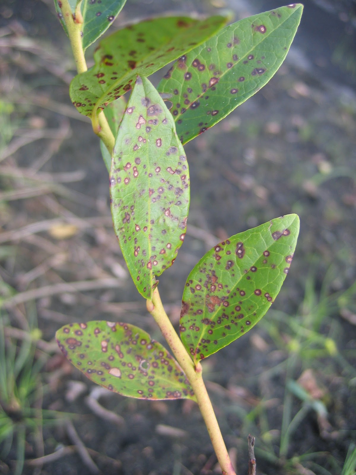 The NC Blueberry Journal: Evaluating leafspot effects