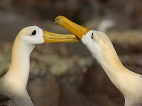 Albatross Esganola Island Galapagos Suarez Point