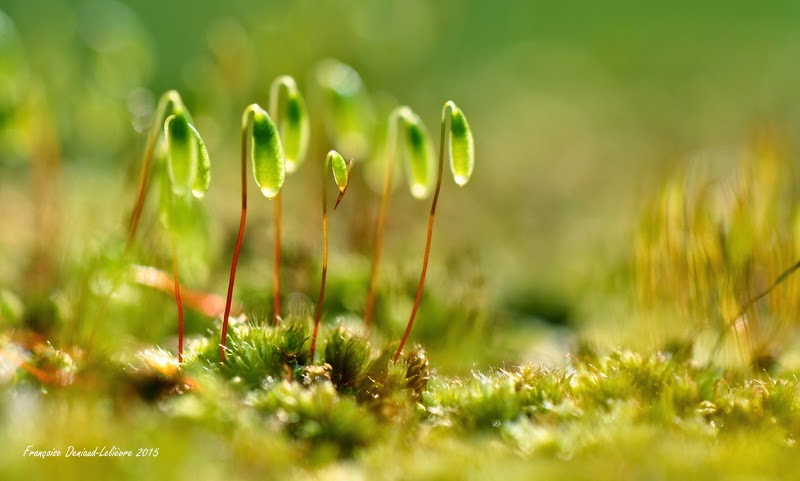 Printemps des Poètes