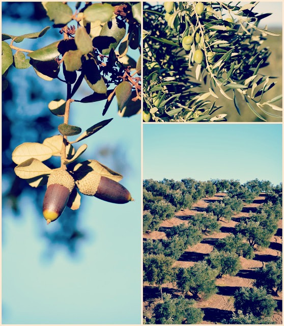 Calabaza frita con pimientos