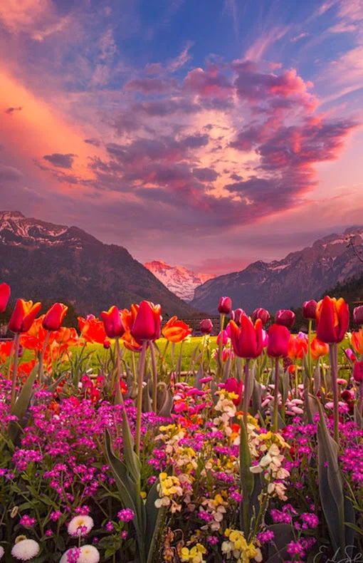 Valley Tulips, Interlaken, Switzerland