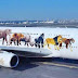 Κατά του κυνηγιού και του παράνομου εμπορίου! Άγρια ζώα διακοσμούν αεροπλάνο...