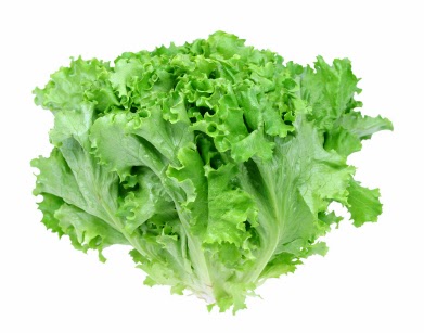 manfaat daun selada manfaat daun selada