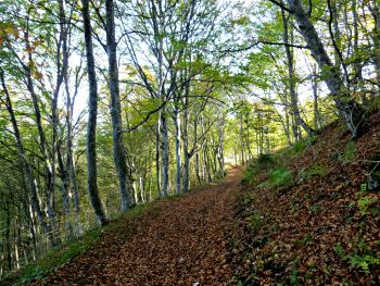 Los bosques necesitan varios años para recuperarse del impacto de las sequías