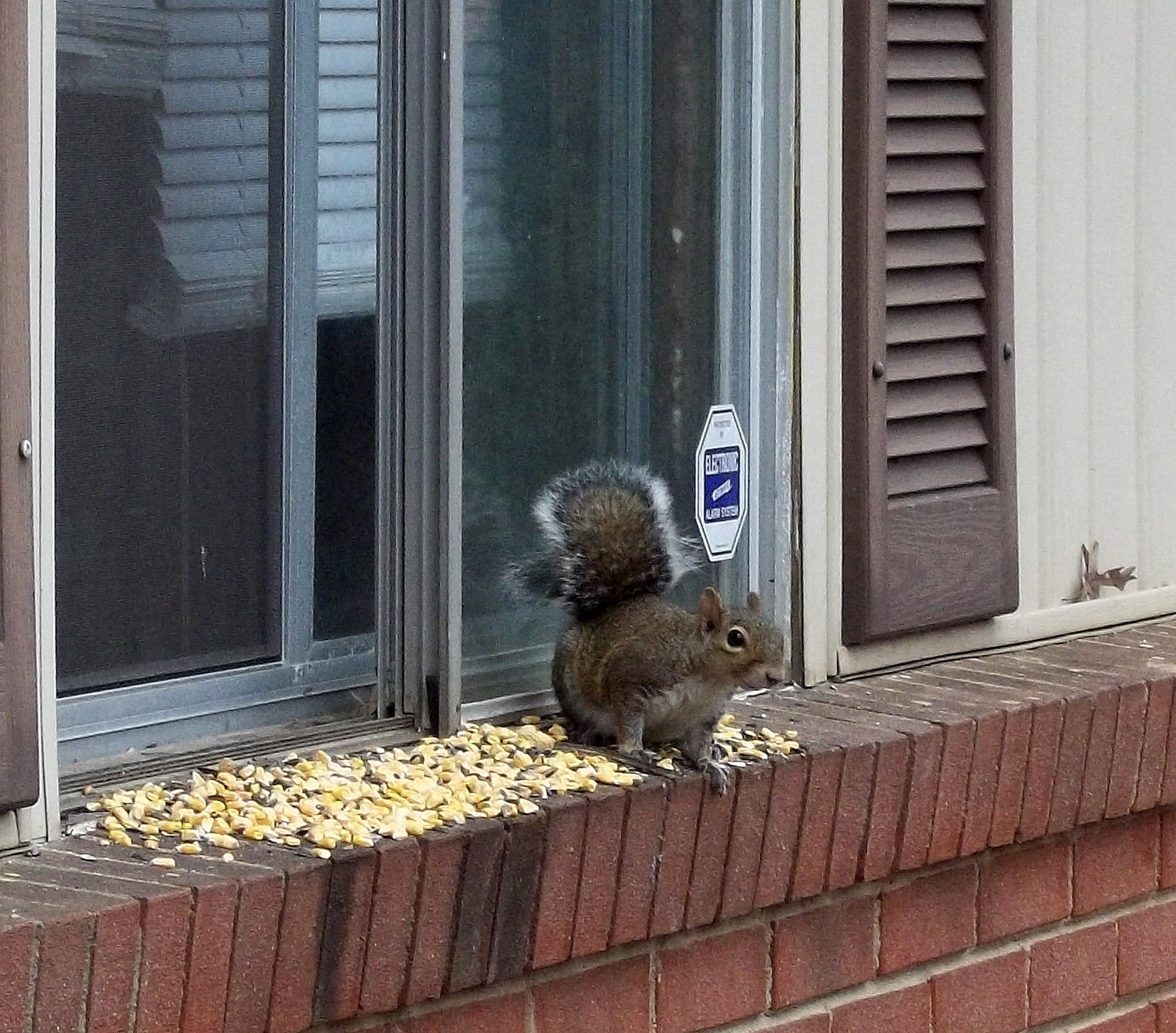 The News For Squirrels Squirrel Appreciation Day