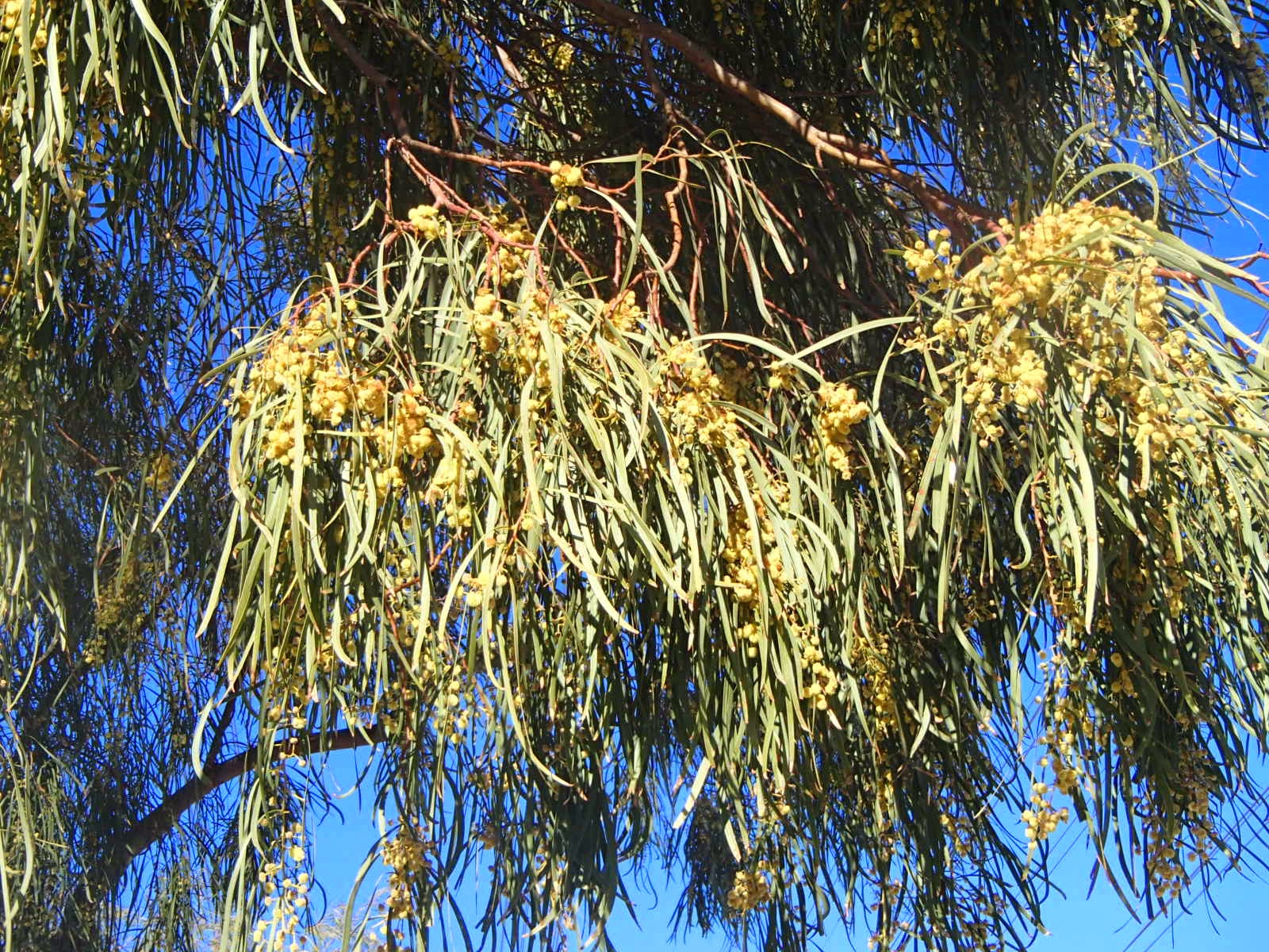 Xtremehorticulture of the Desert Fall Or Winter Head Cold or Allergies