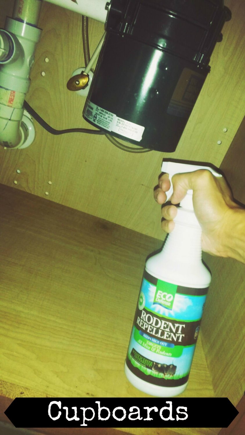 Popular Product Reviews by Amy Organic Rodent/ Mice Repellent Spray