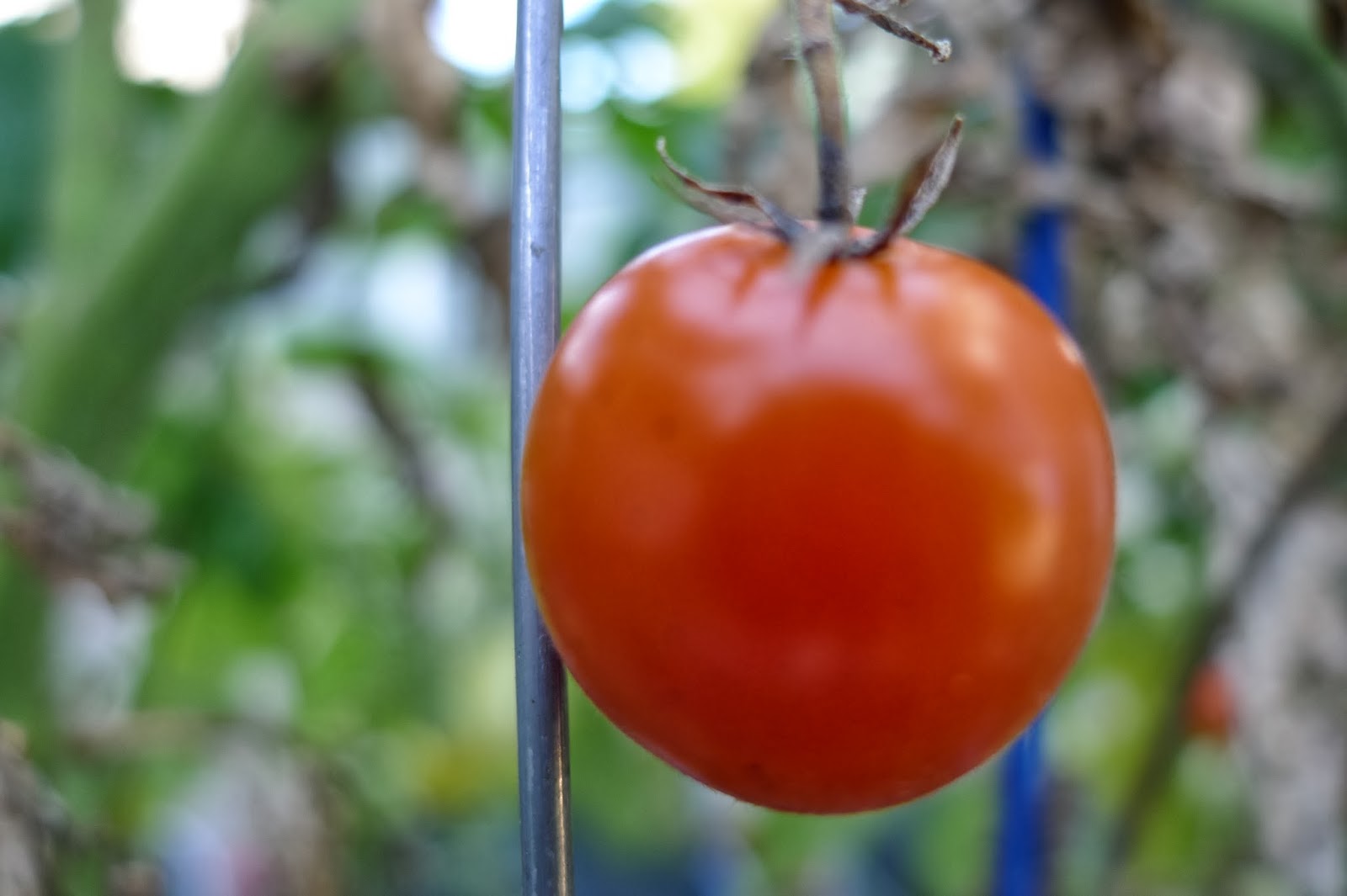 Less Noise, More Green Determinate or Indeterminate Tomatoes? That is