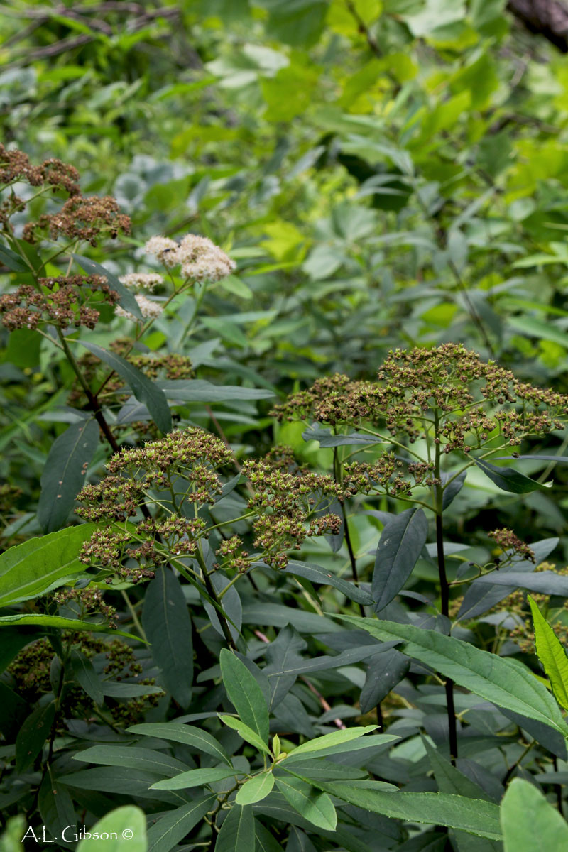 The Buckeye Botanist The Federally Threatened Appalachian Spiraea