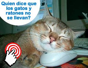 encontre un gato recien nacido