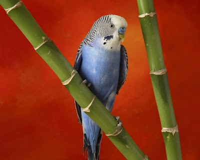 Awesome Birds Wallpapers