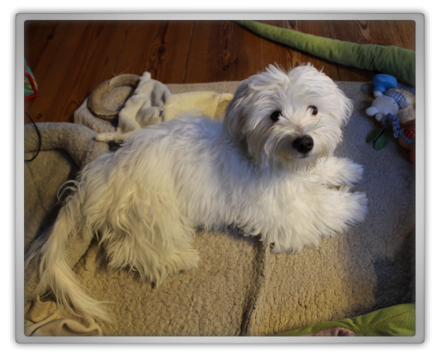 jofee saccone joly maltese dog puppy 23 weeks old 5 months cute adorable marjolein kucmer floof fluffy pet shower 1 jofee saccone joly maltese dog puppy 23 weeks old 5 months cute adorable marjolein kucmer floof fluffy pet shower 1