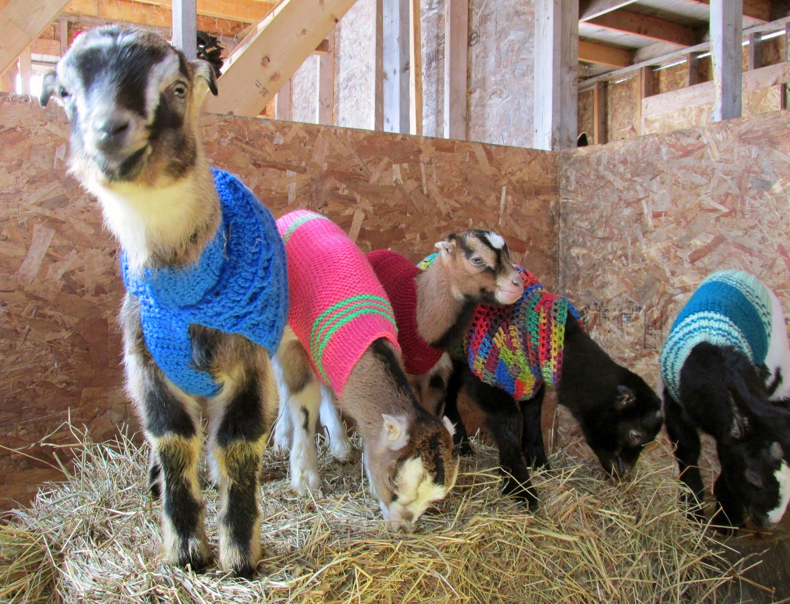 Lally Broch Farm A Maine Family Homestead Coats My Goats