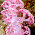 Carnation Tree Coral /  Dendronephthya
