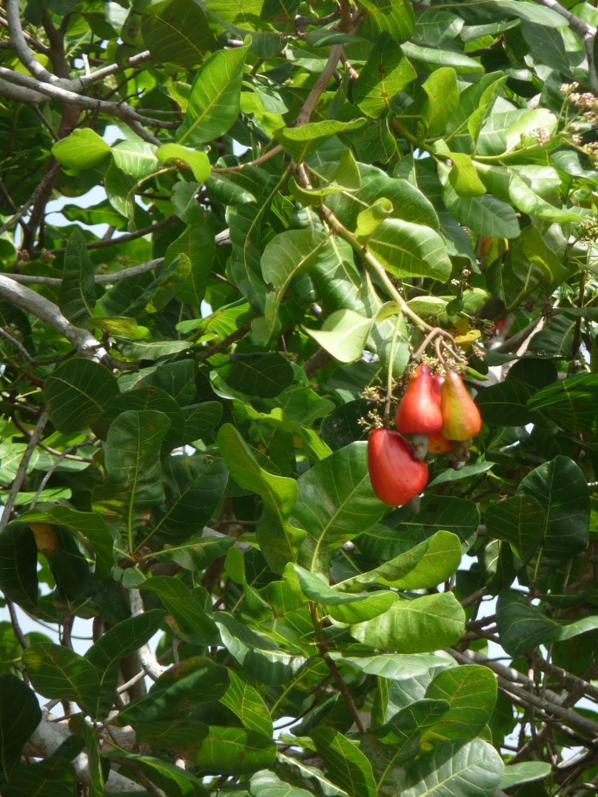 The Journeys of the Rams The Spice of Life Fruits and Spices of Grenada