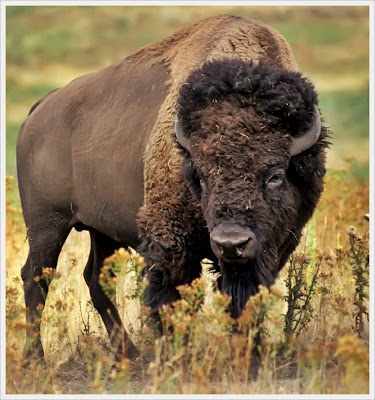 Bison Facts