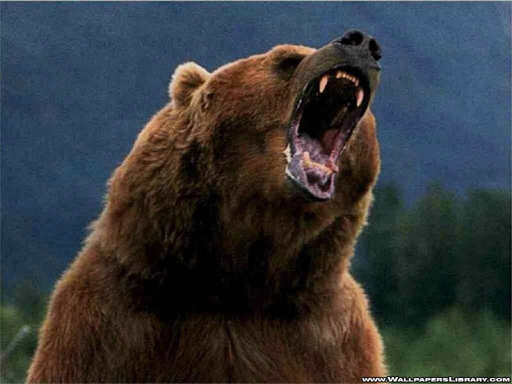 grizzly-bear-wallpaper.jpg