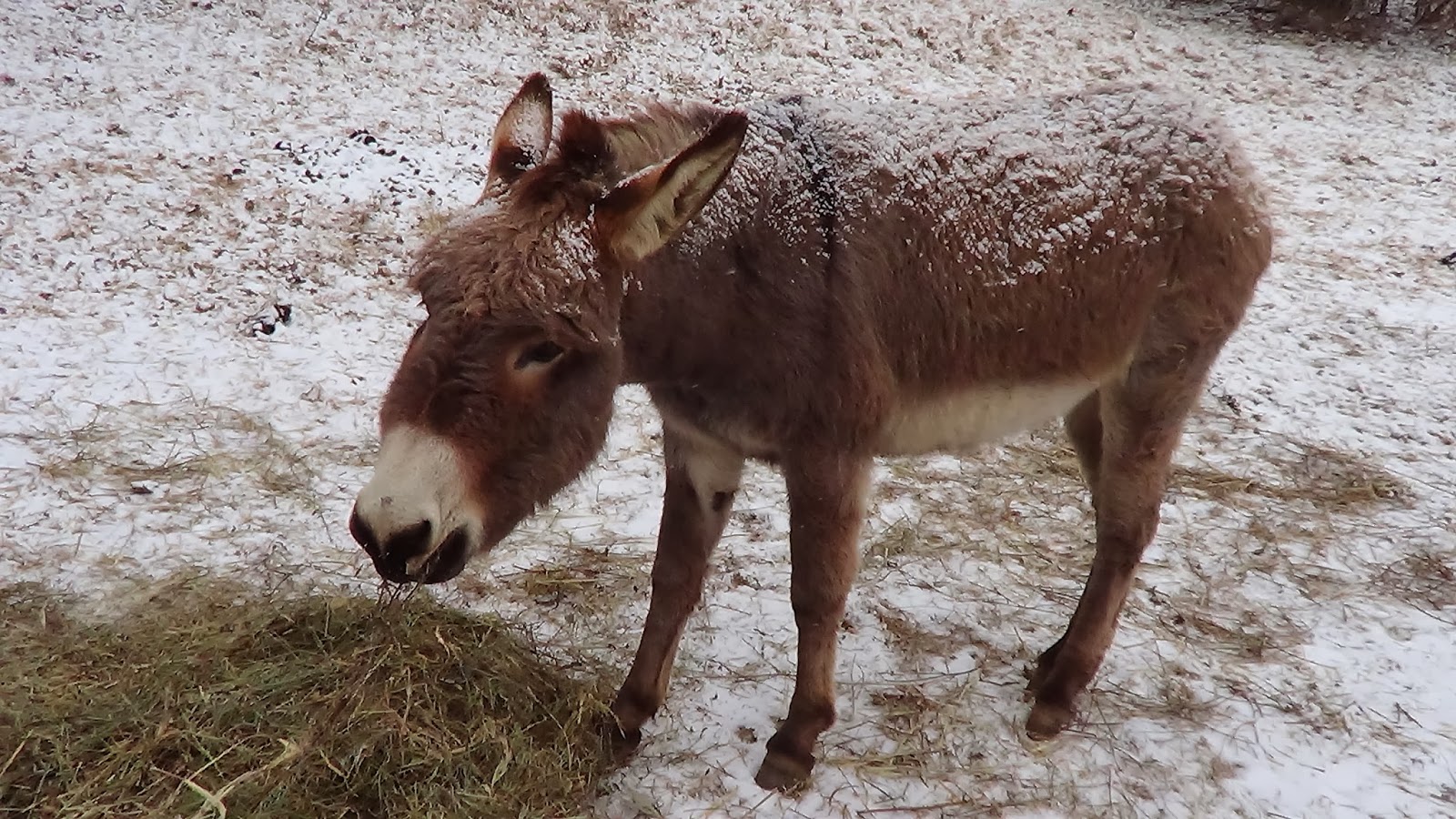 WATERFALL ROAD DONKEYS IN THE SNOW