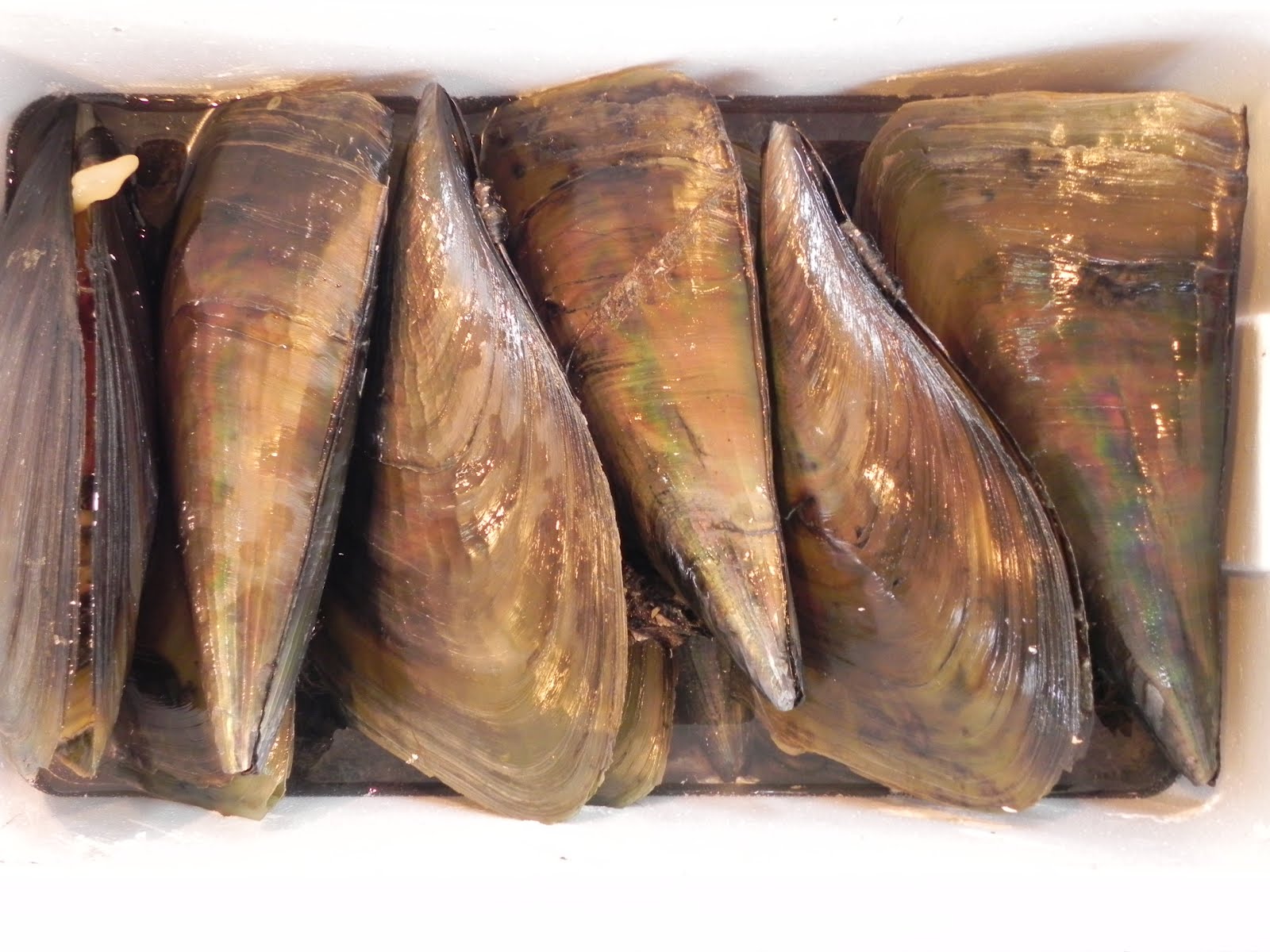 クマノミ 店主のブログ 本日の逸品 タイラ貝 タイラギ 標準和名