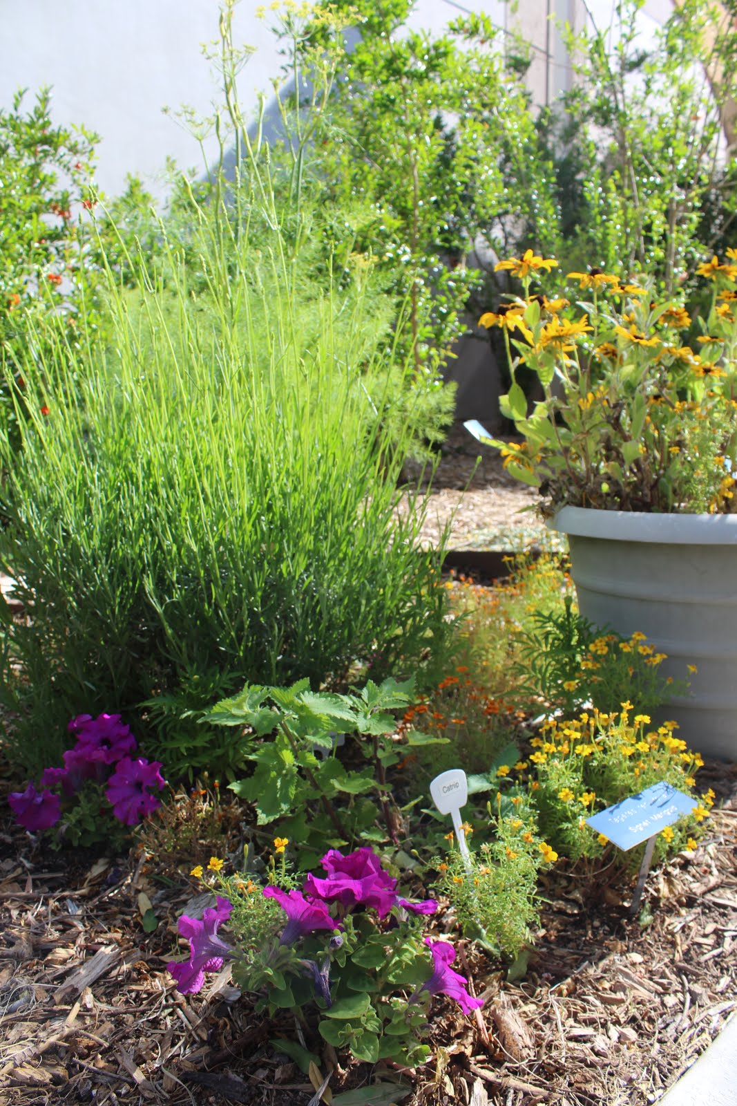 Star Nursery Blog Stunning Herb Garden Ideas You'll Want to Steal