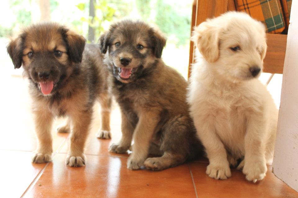 Adopt an Indian Stray dog/cat and bring home joy and happiness Pups