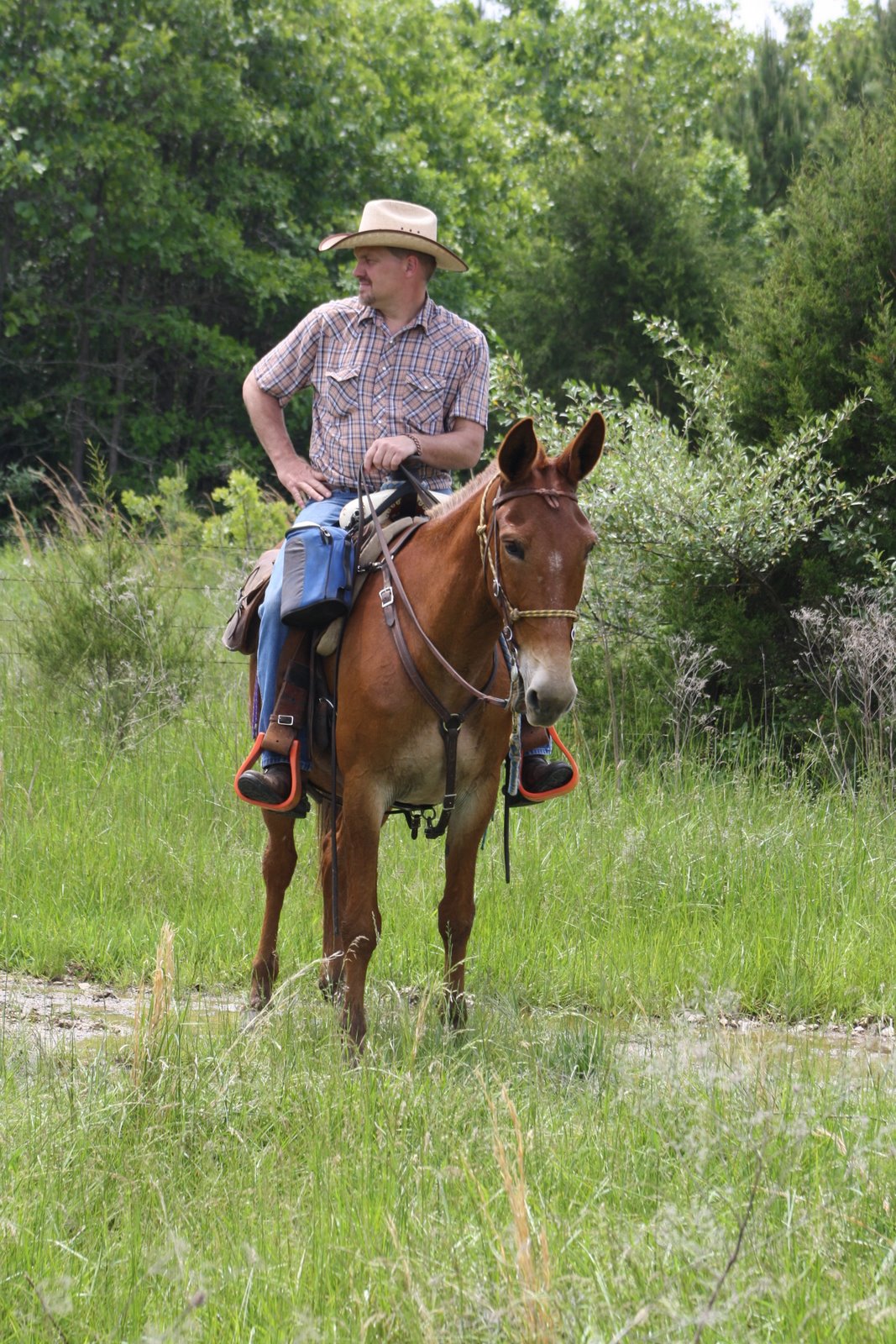 PairADice Mules: Trail Riding