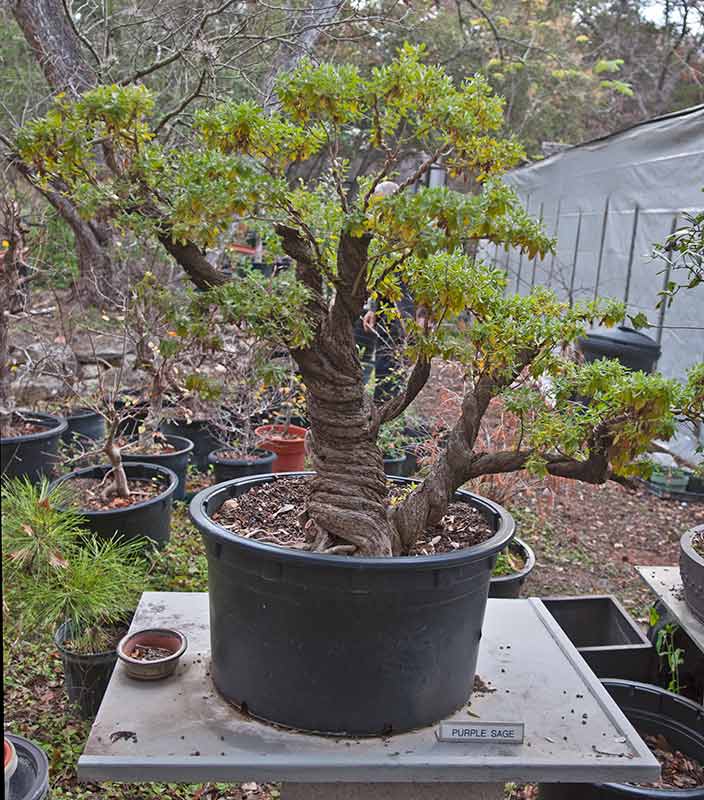 Walter's Travelogues Central Texas Bonsai Exhibit