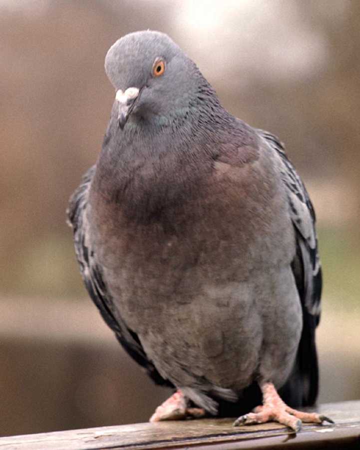 Weird Pigeon