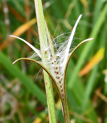 Willow Herb - Seeds being released from pod