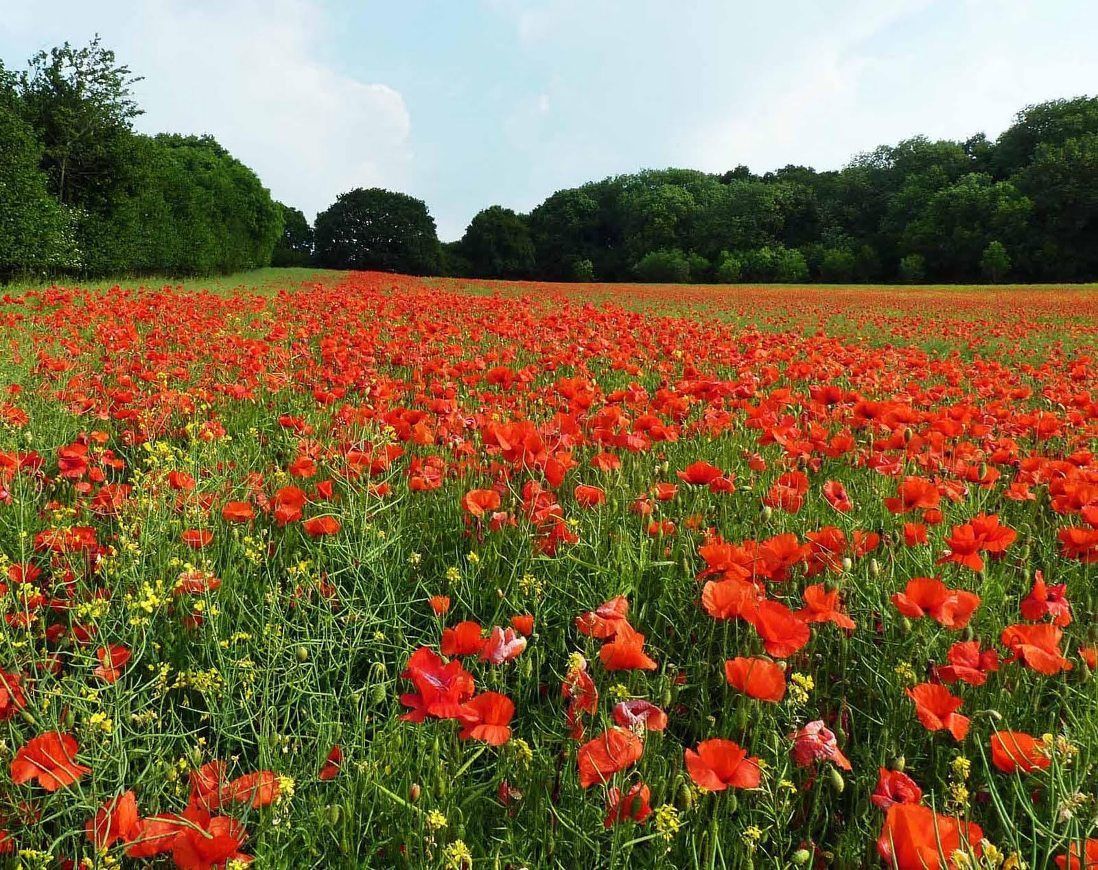 Dorset Allsorts Poppy Explosion!