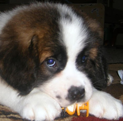 10 Dog Breeds That Have The CUTEST Puppies