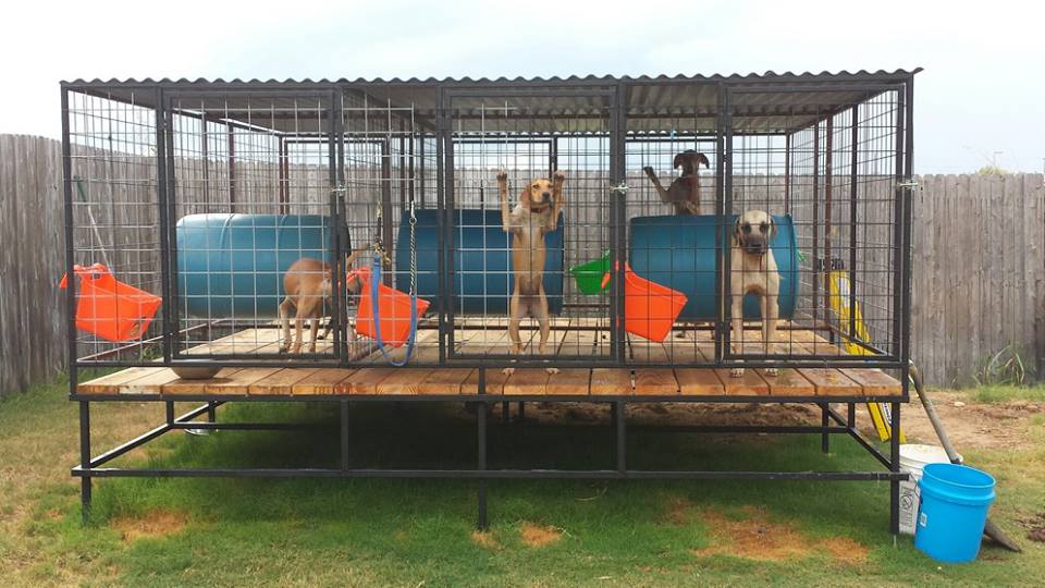 The Real APBT Dog Kennel Setups and Designs