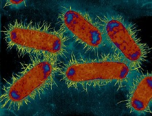 Escherichia coli, cette bactérie connue mais mystérieuse