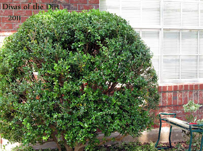 Divasofthedirt,boxwood to tame