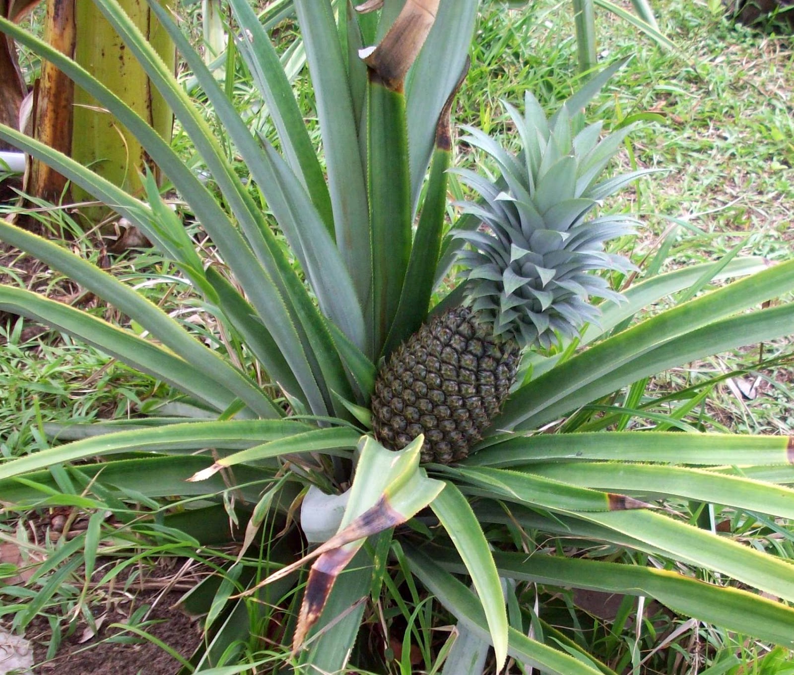 Pineapple Tree Pictures to Pin on Pinterest PinsDaddy