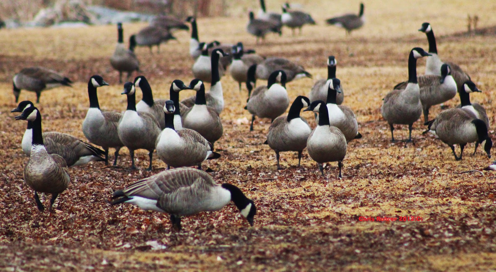 Las Aventuras A Gaggle Of Geese