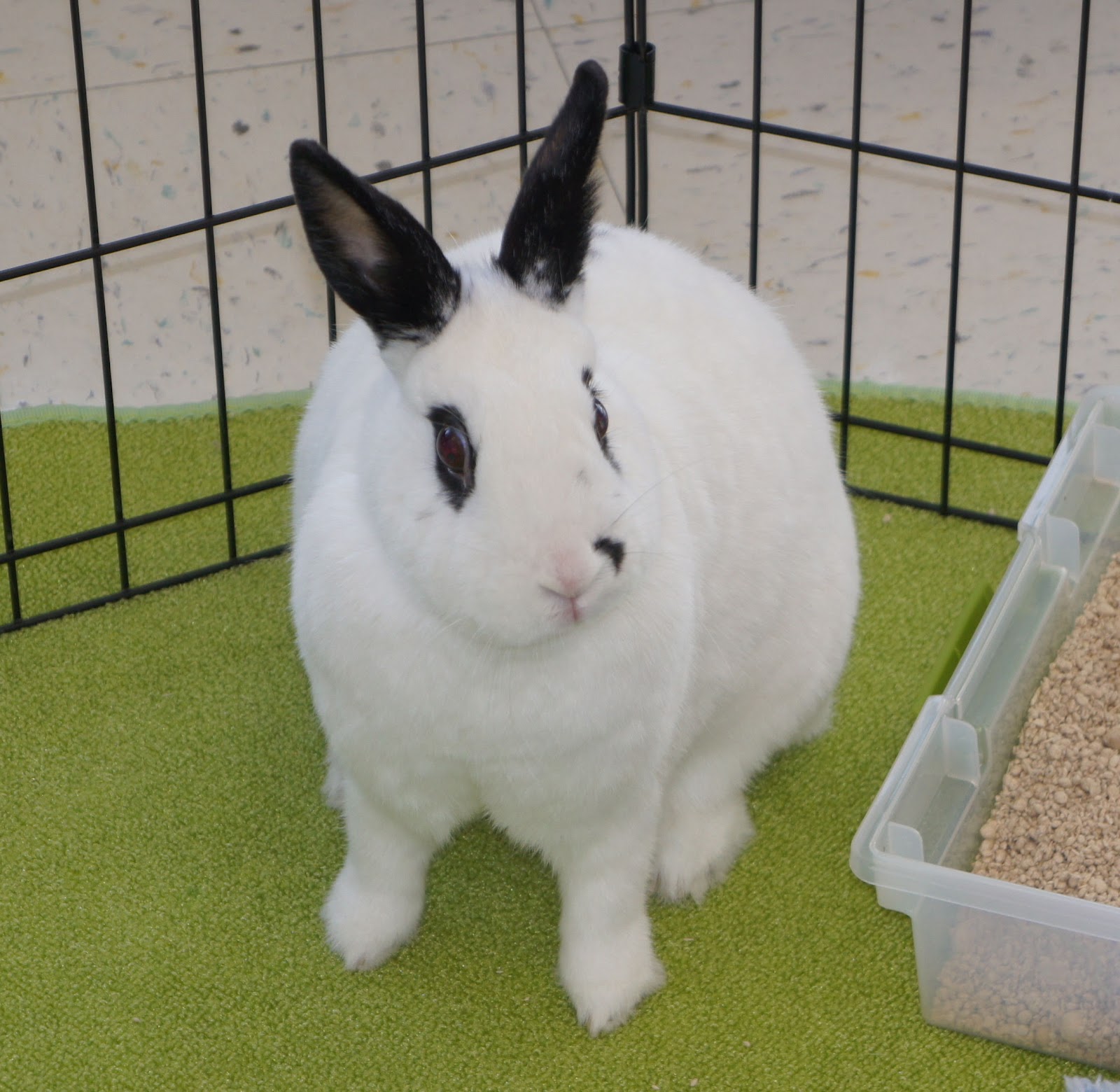 The Zen of Bun Our Weekend at Petco